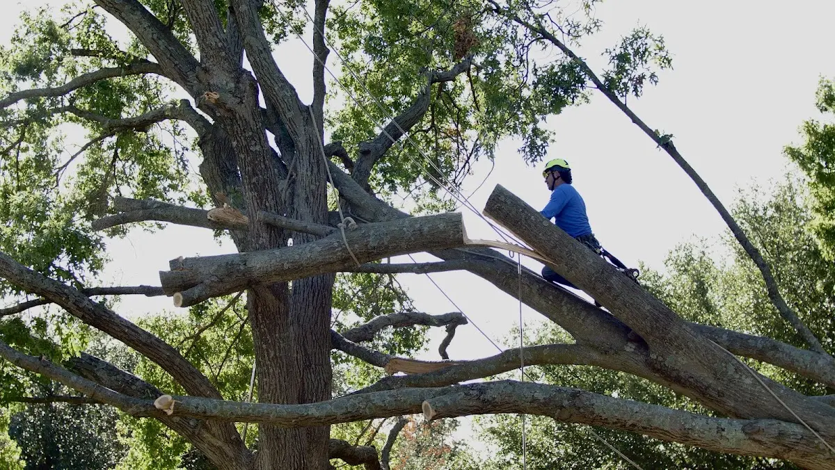 Professional Crown Thinning performed by certified arborists in Newhall
