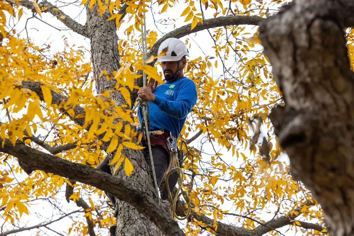 Skilled Tree Planing crew working in Newhall